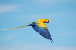 Flying True macaws535266761 300x200 - Flying True macaws - True, mane, Macaws, Flying